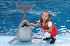 actividades con delfines