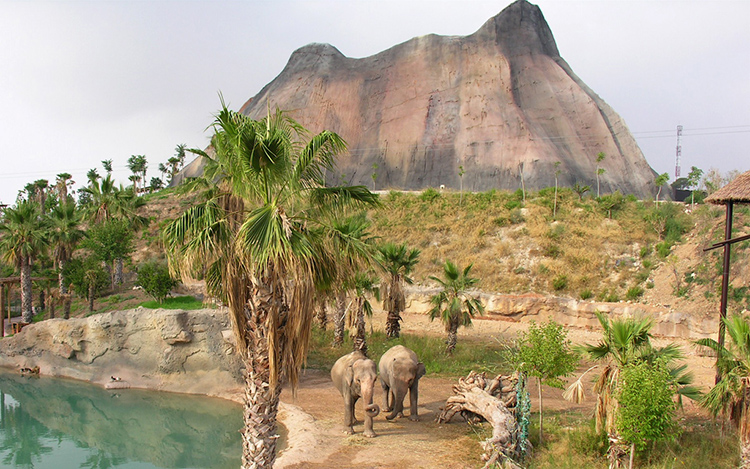 La fotografía es tomada en Terra Natura, un parque zoológico de la ciudad de Benidorm. En la imagen aparecen dos elefantes, y te muestran el hábitat en el que se encuentran en el parque.